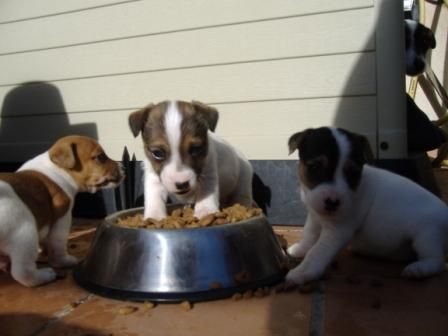 CACHORROS JACK RUSELL