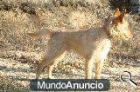 CACHORROS PODENCO PORTUGUES. L.O.E - mejor precio | unprecio.es