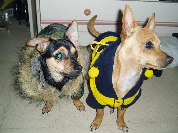 Mini CHIHUAHUAS marbella