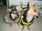 Mini CHIHUAHUAS marbella - mejor precio | unprecio.es