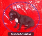 ULTIMO CACHORRITO DE CHICHUAHUA - mejor precio | unprecio.es