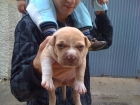 vendo cachorros pitbull - mejor precio | unprecio.es