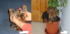 vendo esta preciosa yorkshire terrier mini con pedegree - mejor precio | unprecio.es