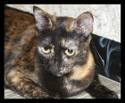 Aiko, una gata lleva mucho tiempo esperando un hogar - mejor precio | unprecio.es