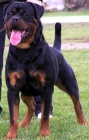 cachorros rottweiler disponibles - mejor precio | unprecio.es