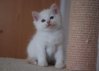 Gatitos Ragdoll Crema Disponibles - mejor precio | unprecio.es