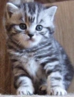 Hembra gato de pelo corto british (11 semanas) - mejor precio | unprecio.es