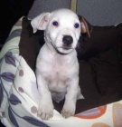 jack russel - mejor precio | unprecio.es