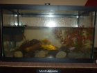 Vendo peces - mejor precio | unprecio.es