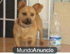Kalle perrito tamaño peque busca papis que le cuiden y jueguen con el - mejor precio | unprecio.es