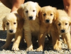 CACHORROS GOLDEN 300€ - mejor precio | unprecio.es