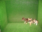 Chihuahuas Minis 3 Hembras - mejor precio | unprecio.es