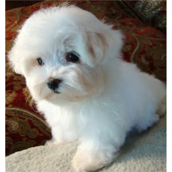 Cutty perritos malteses para