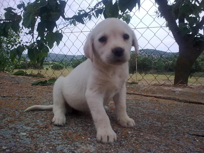 Labrador retriever