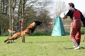 Malinois cachorros
