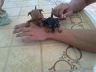 MINI PINCHER MINI PINSCHER SON TAMAÑO TOY - mejor precio | unprecio.es