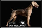 Oferta cachorros de weimar chollo - mejor precio | unprecio.es