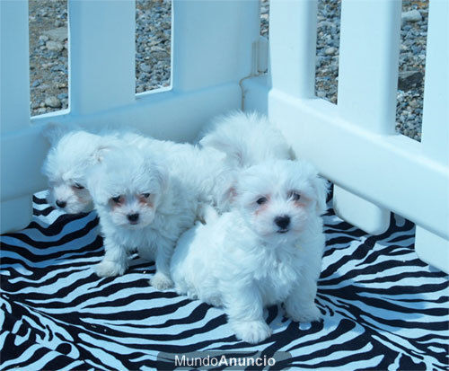 Preciosa camada de Bichon maltes ¡Que cachorros!  Santander - Cantabria