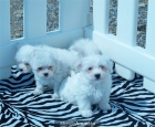 Preciosa camada de Bichon maltes ¡Que cachorros!  Santander - Cantabria - mejor precio | unprecio.es
