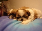 PRECIOSA CAMADA DE SHIH-TZU - mejor precio | unprecio.es