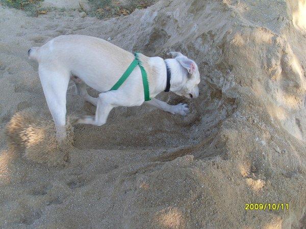 Regalo perro Bodeguero de 7 meses