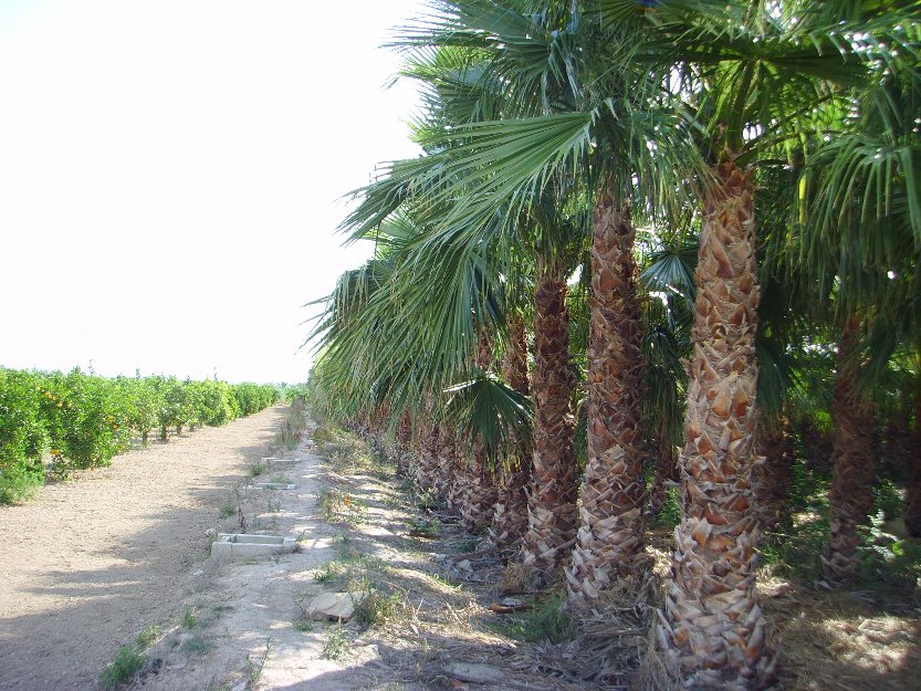 Venta de palmeras washingtonia robusta. precios sin competencia
