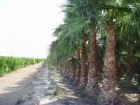 Venta de palmeras washingtonia robusta. precios sin competencia - mejor precio | unprecio.es