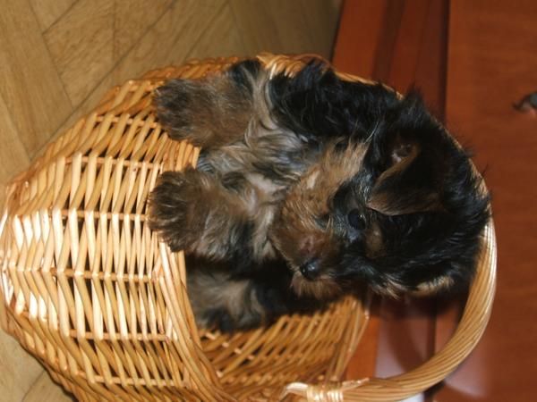 yorkshire  con pedigree de dos meses