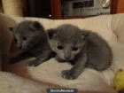 2 gatitas azul ruso entrega en junio - mejor precio | unprecio.es