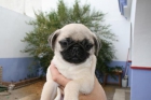 Carlinos y bulldog frances de calidad - mejor precio | unprecio.es