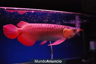 Cena de Asia Arowana Peces rojos y otros está a la venta