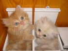 gatos persas muy bonitos - mejor precio | unprecio.es