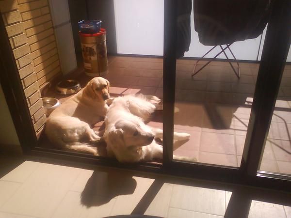 PRECIOSA CAMADA DE GOLDEN RETRIEVER (padre blanco)