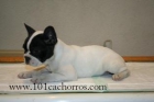 Preciosos Bulldog Frances blanco y negro. - mejor precio | unprecio.es