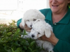 PRECIOSOS Y ESPECTACULARES CACHORROS CANICHES CON PEDIGREE - mejor precio | unprecio.es