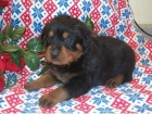 Rottweiler - mejor precio | unprecio.es