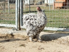 Vendo huevos fertiles de gallina de varias razas - mejor precio | unprecio.es