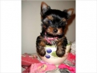 VENTA CACHORROS YORKSHIRE TERRIER - mejor precio | unprecio.es