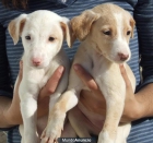 Cachorritos en Adopción - mejor precio | unprecio.es