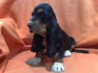 Basshet Hound , machos y hembras de capa tricolor , muy bonitos - mejor precio | unprecio.es