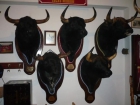 cabezas de toros disecadas - mejor precio | unprecio.es