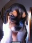Cachorro Beagle - mejor precio | unprecio.es