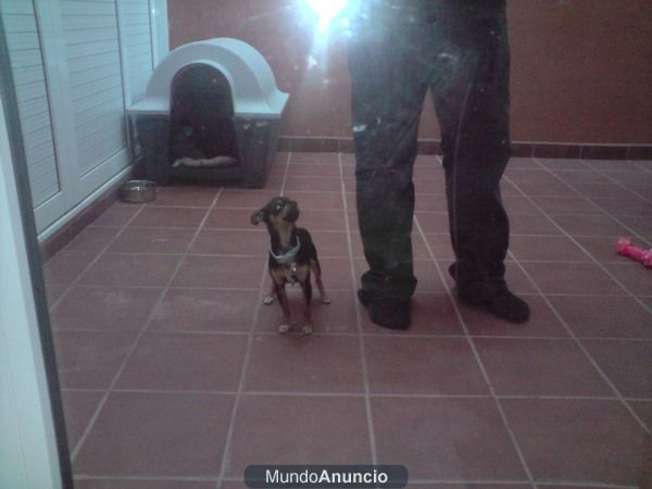 Chihuahua 9 meses