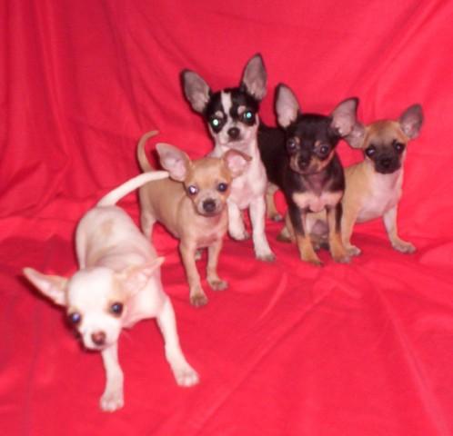 chihuahuas superpequeños