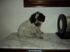 perros de agua - mejor precio | unprecio.es