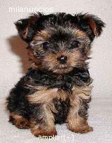 Precioso yorki con pedigree 495