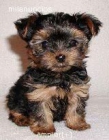 Precioso yorki con pedigree 495 - mejor precio | unprecio.es