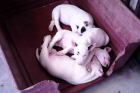 preciosos cachorros de bullterrier estandar de calidad: blancos con parche - mejor precio | unprecio.es