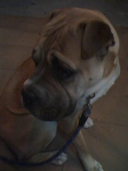 regalo perro raza searphei con boxer precioso