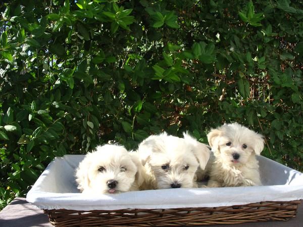 BICHON  MALTES, CAMADA DE 2 MESES, 350 EUROS